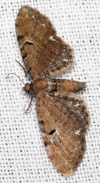 Eupithecia absinthiata - üröm-törpearaszoló