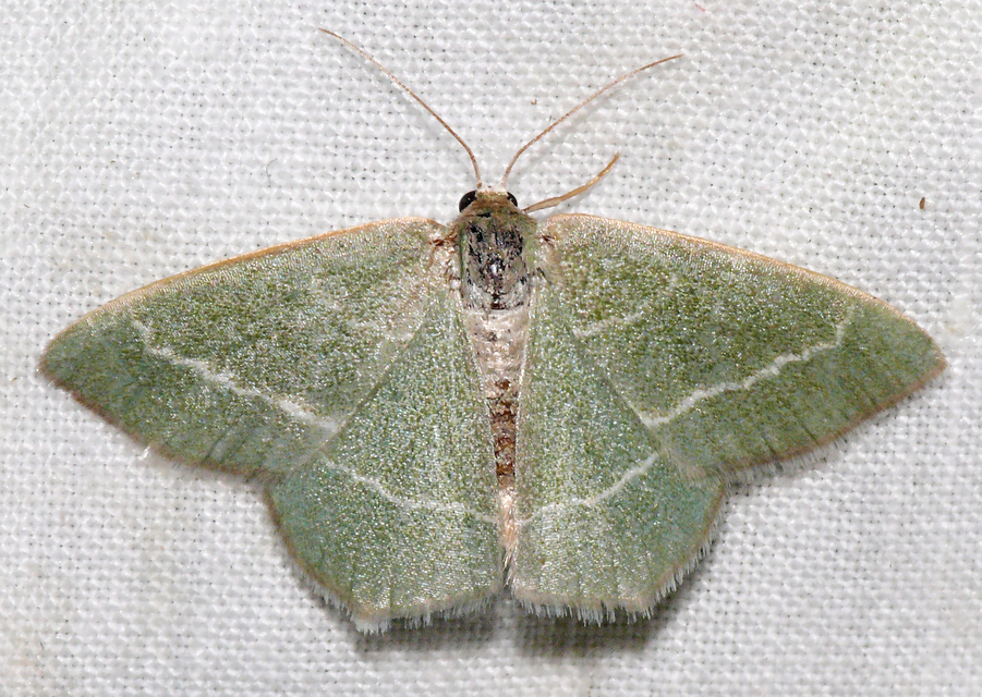 Chlorissa viridata - üdezöld araszoló