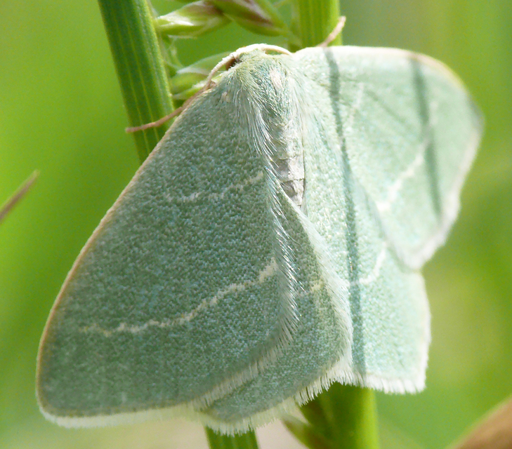 Chlorissa viridata - üdezöld araszoló