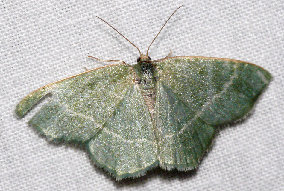 Chlorissa viridata - üdezöld araszoló