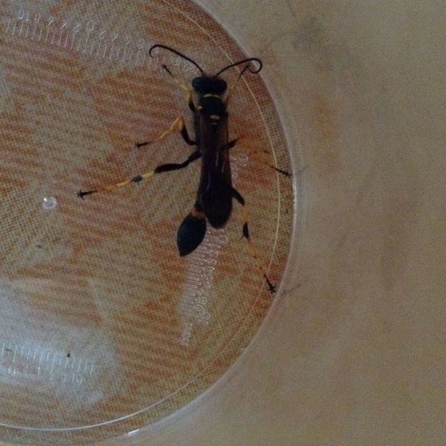 Sceliphron caementarium - feketenyelű lopódarázs