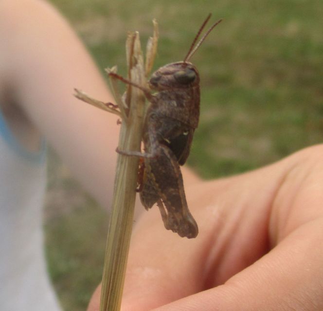 Calliptamus italicus - olaszsáska
