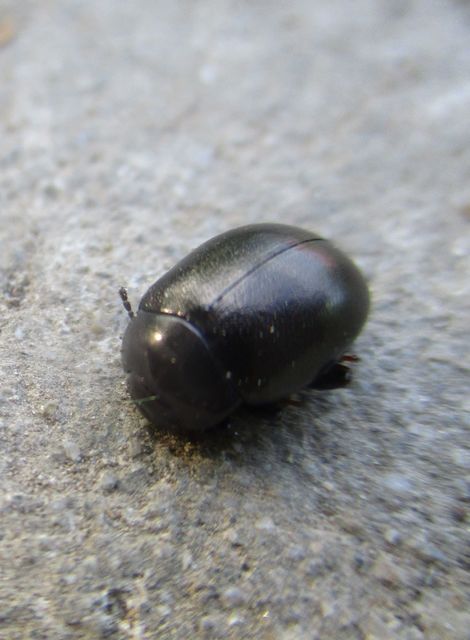 Chrysolina sturmi - vöröslábú levelész