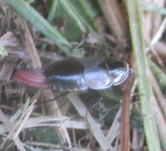 Phyllodromica megerlei - pontozott avarcsótány