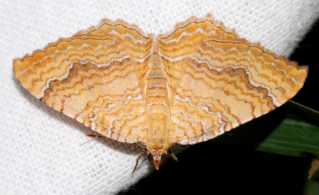 Camptogramma bilineata - kétvonalas sávosaraszoló