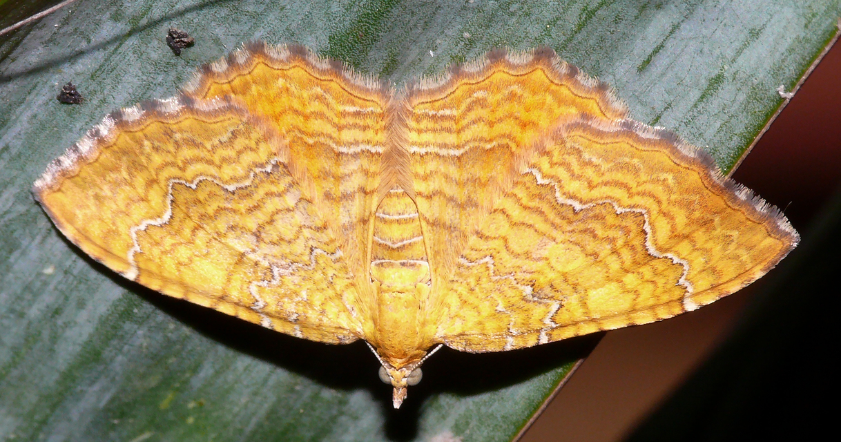 Camptogramma bilineata - kétvonalas sávosaraszoló