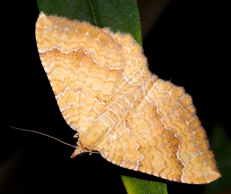 Camptogramma bilineata - kétvonalas sávosaraszoló