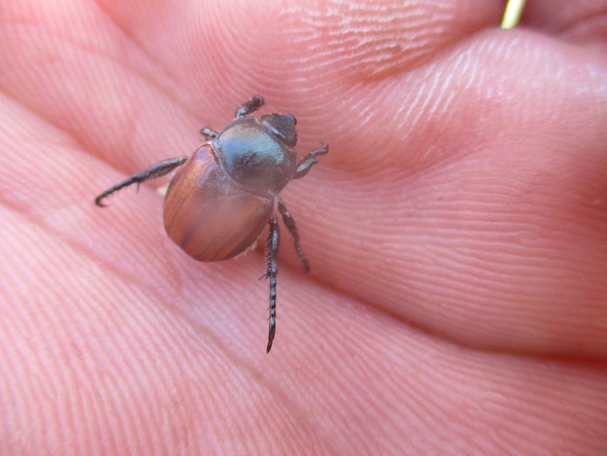 Anisoplia lata - széles szipoly Anisoplia lata - széles szipoly