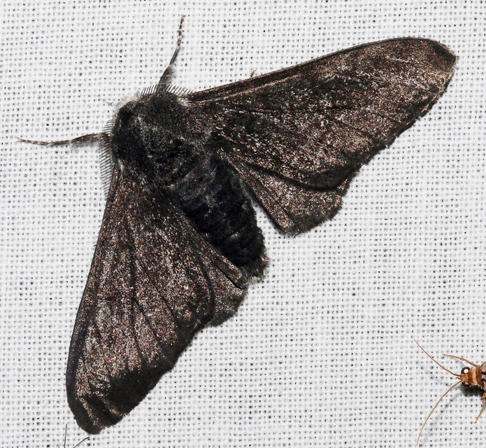 Biston betularia - szürkepettyes araszoló