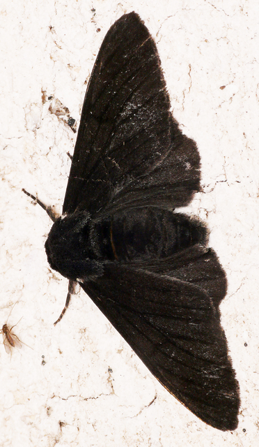 Biston betularia - szürkepettyes araszoló