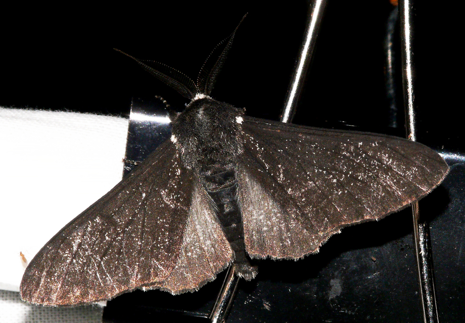 Biston betularia - szürkepettyes araszoló