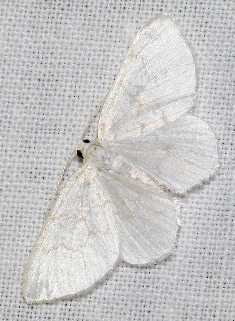 Asthena albulata - gyertyán-fehéraraszoló