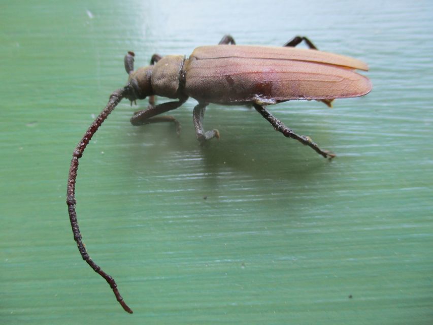 Aegosoma scabricorne - diófacincér