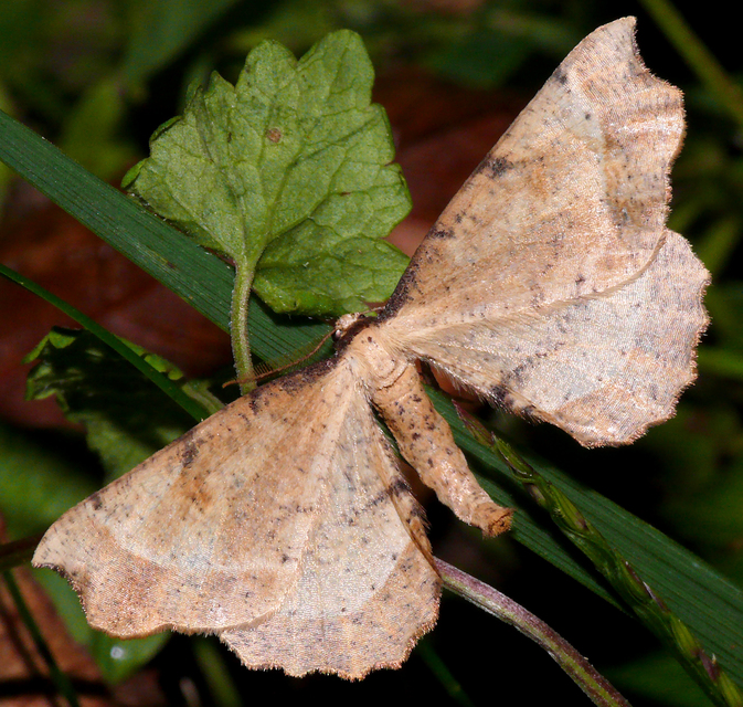 Artiora evonymaria - kecskerágó-araszoló