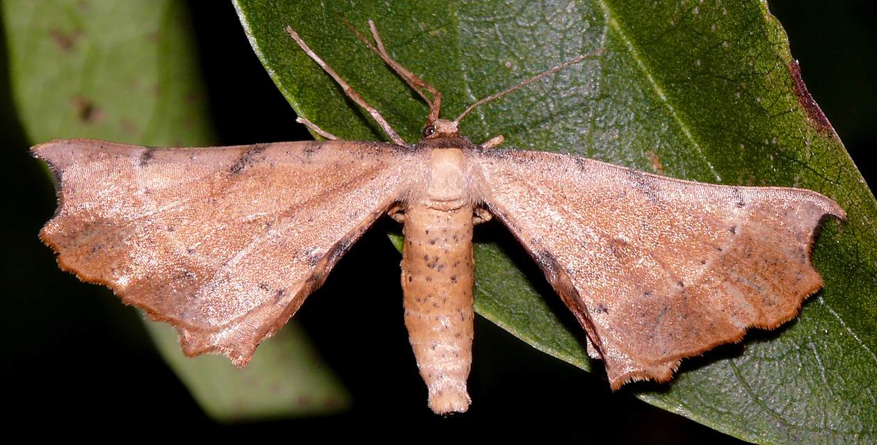 Artiora evonymaria - kecskerágó-araszoló