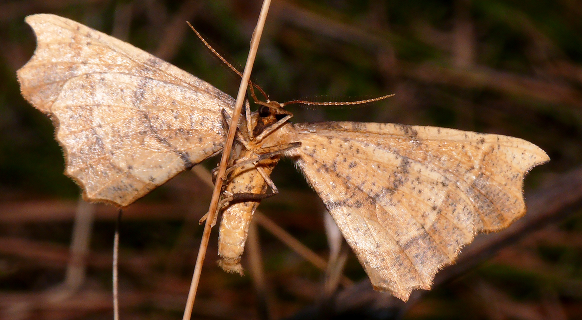 Artiora evonymaria - kecskerágó-araszoló