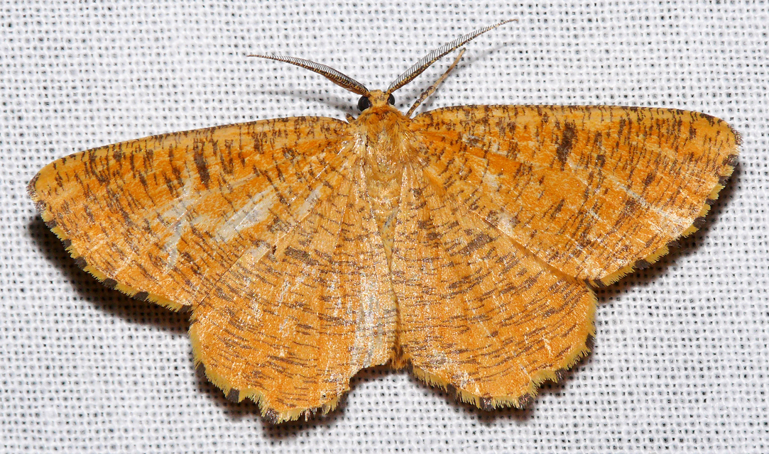 Angerona prunaria - sárga kökényaraszoló
