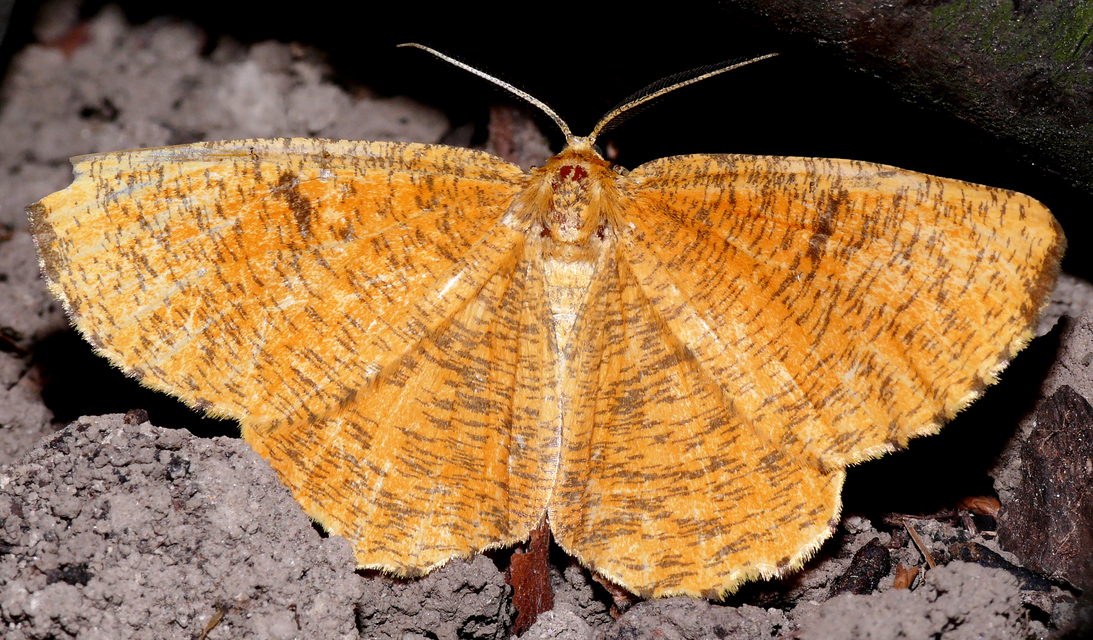 Angerona prunaria - sárga kökényaraszoló