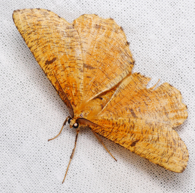 Angerona prunaria - sárga kökényaraszoló