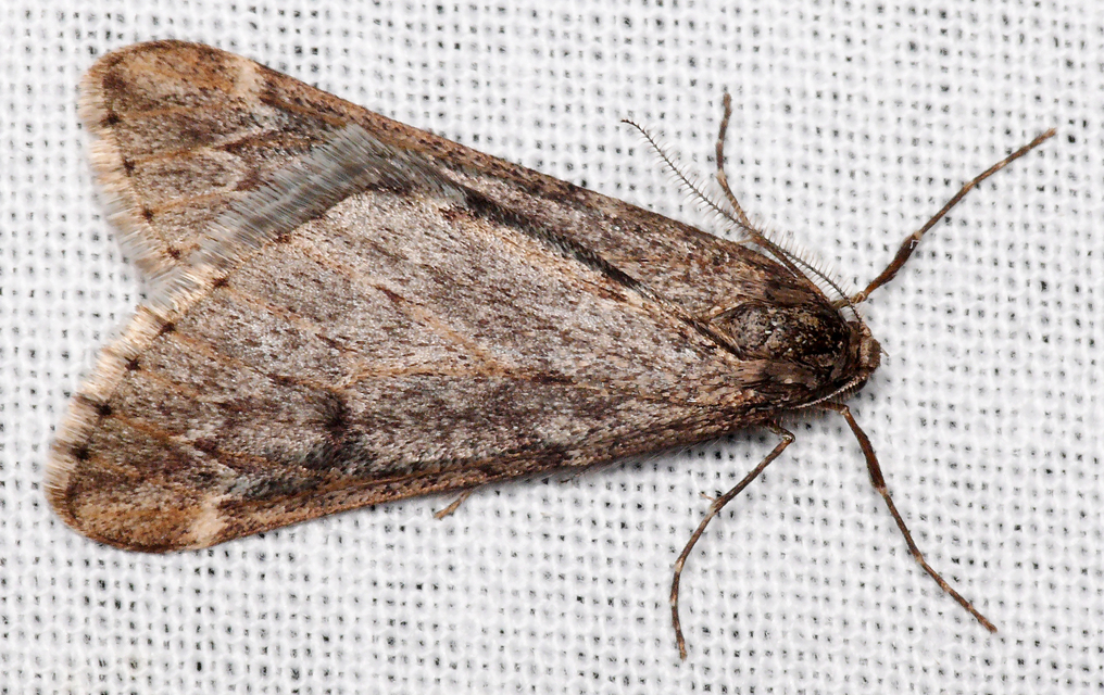 Alsophila aescularia - vadgesztenye-araszoló