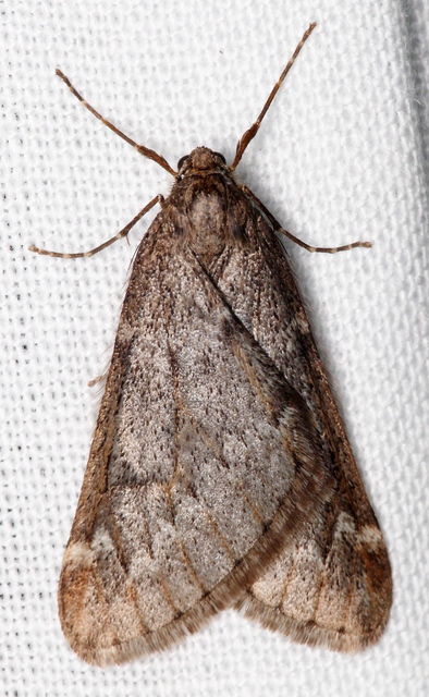 Alsophila aescularia - vadgesztenye-araszoló