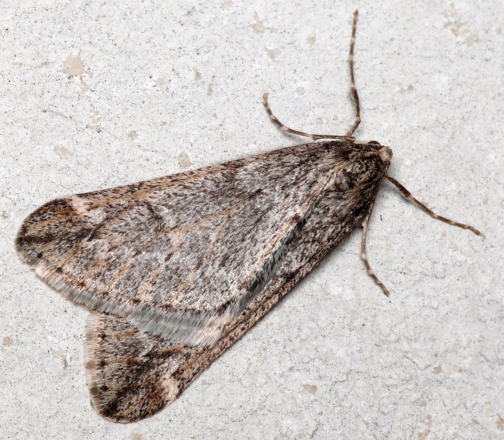 Alsophila aescularia - vadgesztenye-araszoló