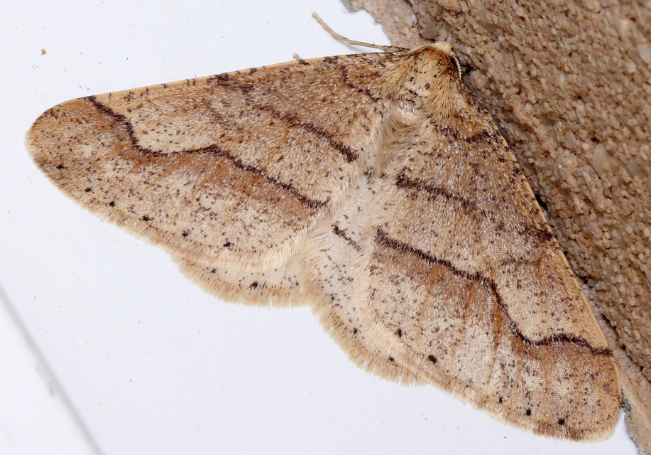 Agriopis marginaria - sárgás téliaraszoló