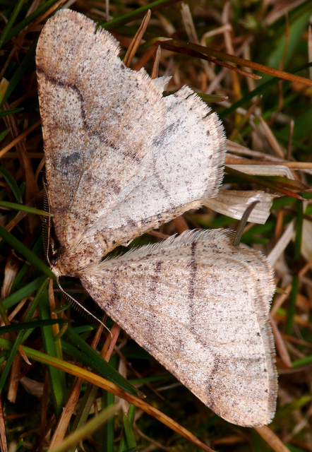 Agriopis marginaria - sárgás téliaraszoló