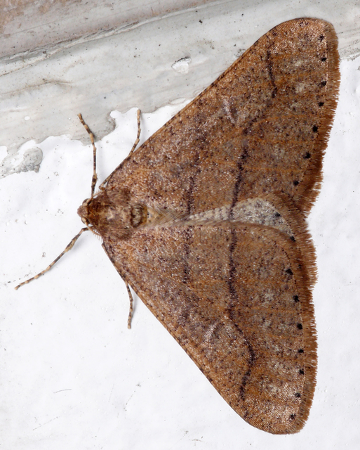 Agriopis marginaria - sárgás téliaraszoló