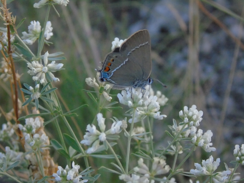 Satyrium spini - kökény-csücsköslepke