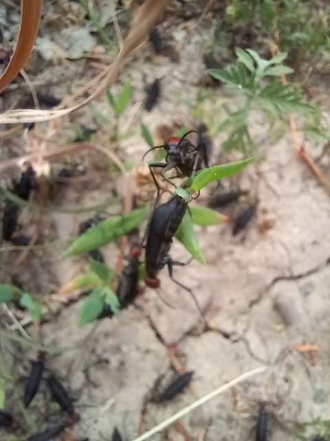 Epicauta rufidorsum - hollóbogár