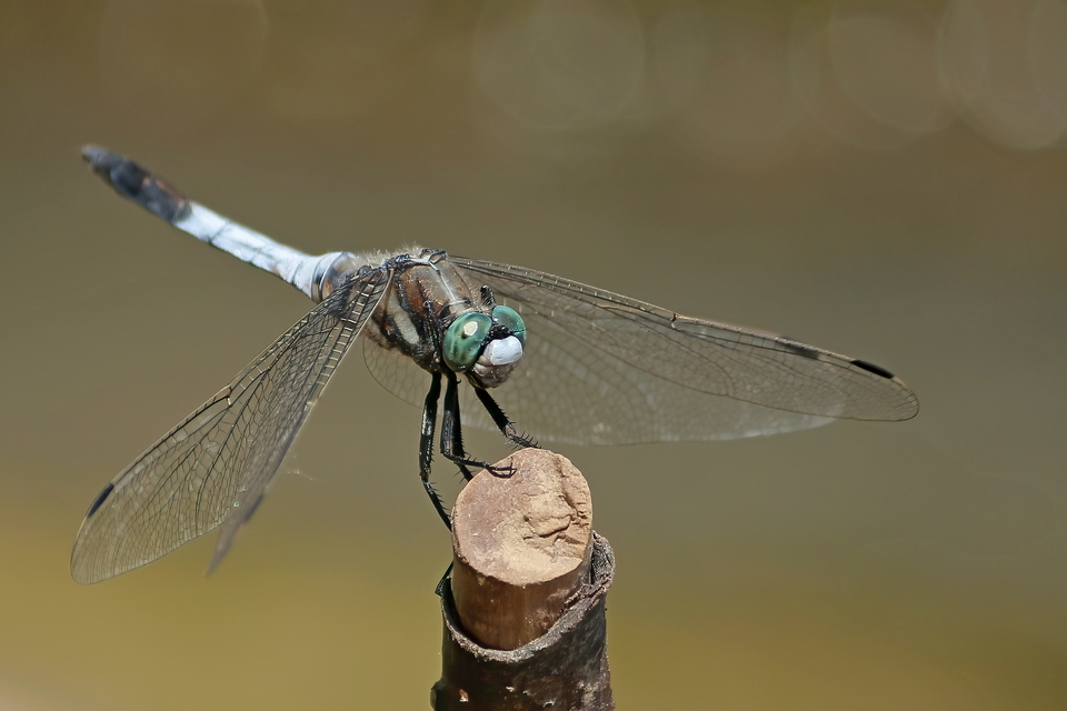 Orthetrum albistylum - fehérfarkú pásztorszitakötő