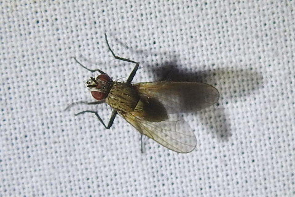 Anthomyiidae - viráglegyek