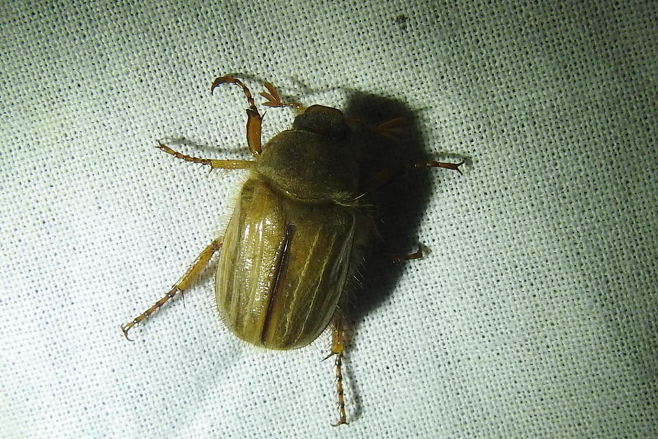 Amphimallon solstitiale - bordás sárgacserebogár