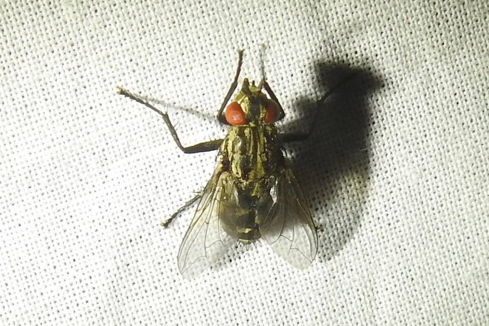 Sarcophaginae