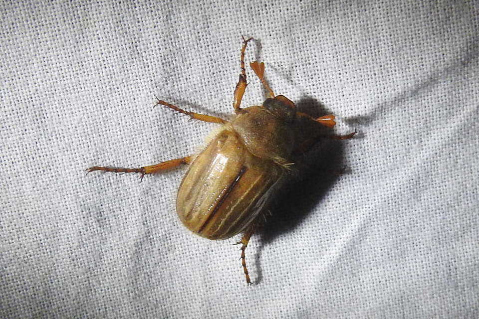 Amphimallon solstitiale - bordás sárgacserebogár