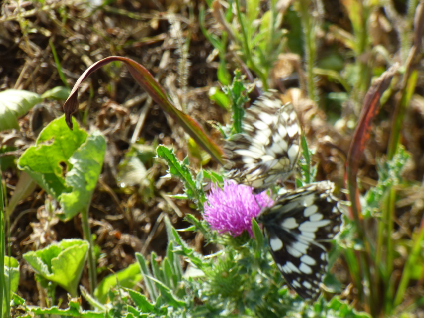 Melanargia galathea - sakktáblalepke