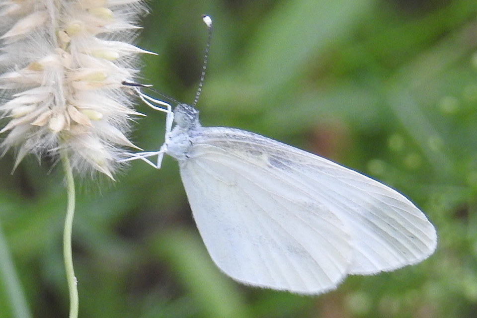 Leptidea sinapis/juvernica