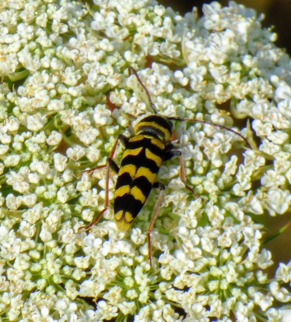 Echinocerus floralis - lucerna-darázscincér