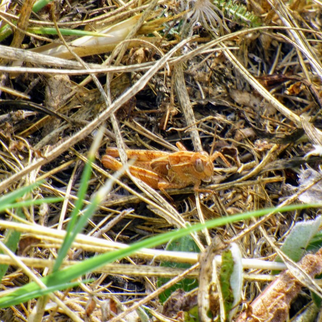 Calliptamus italicus - olaszsáska