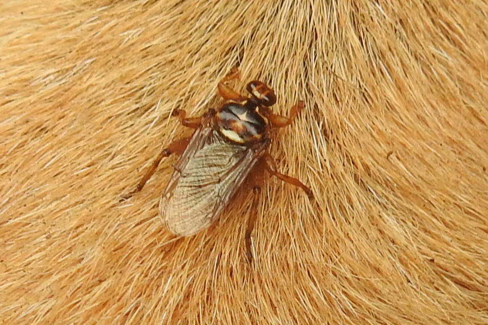 Hippobosca