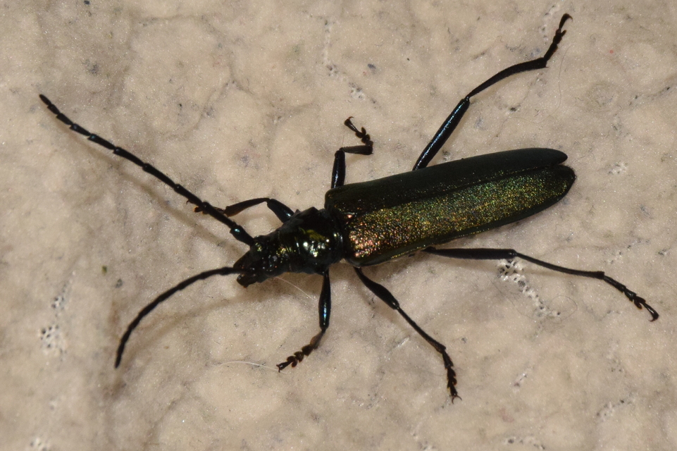 Aromia moschata - pézsmacincér