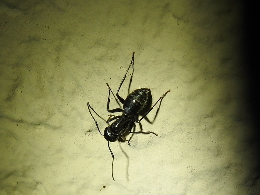 Camponotus vagus - fekete lóhangya
