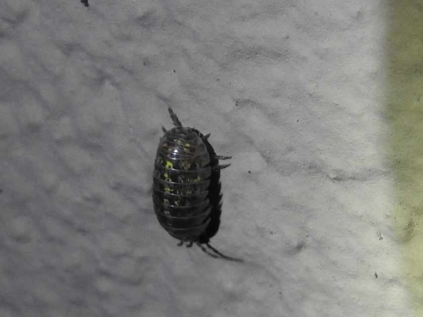 Armadillidium