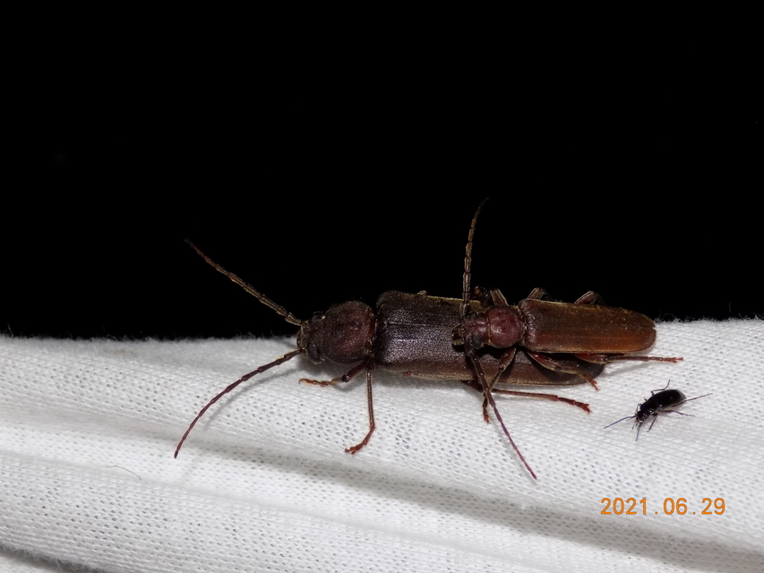 Arhopalus rusticus - gödrösnyakú cincér