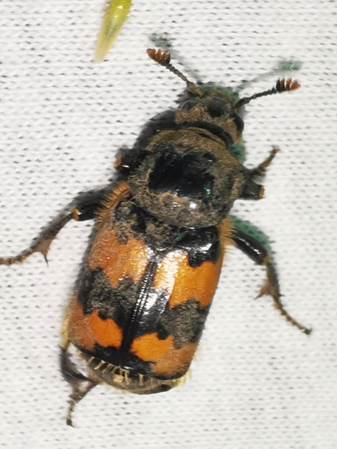 Nicrophorus