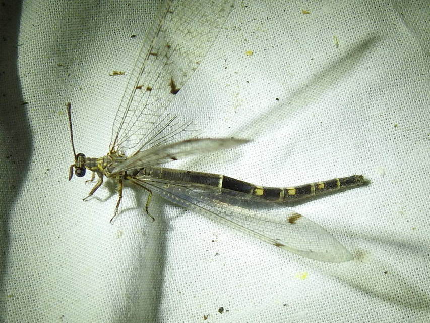 Distoleon tetragrammicus - négyfoltos hangyaleső
