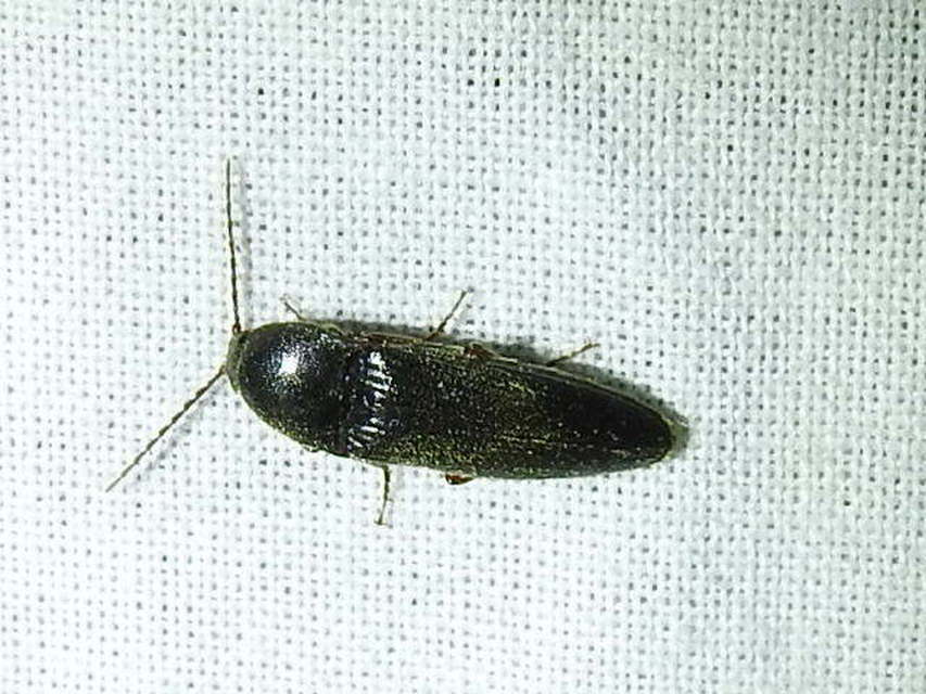 Melanotus