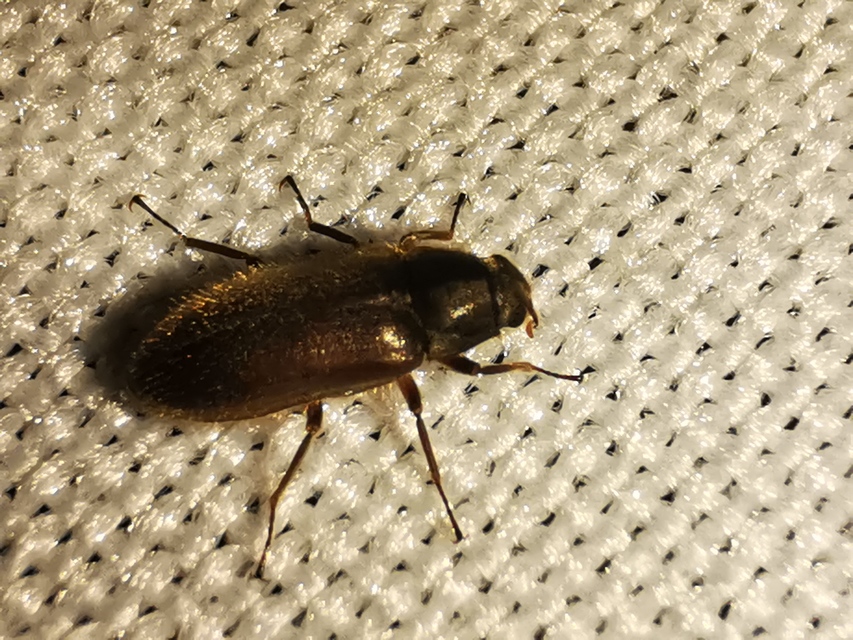 Dryopidae - fülescsápúbogár-félék