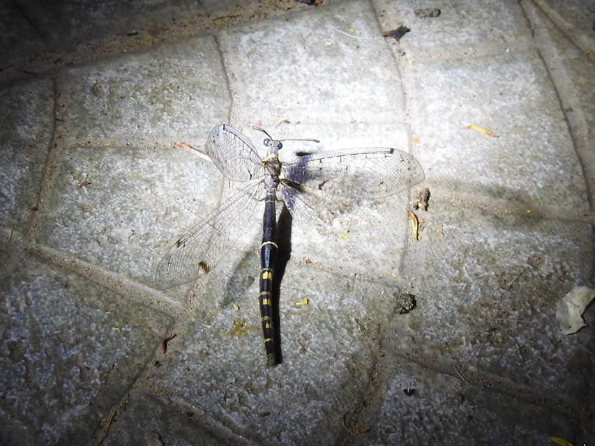 Distoleon tetragrammicus - négyfoltos hangyaleső